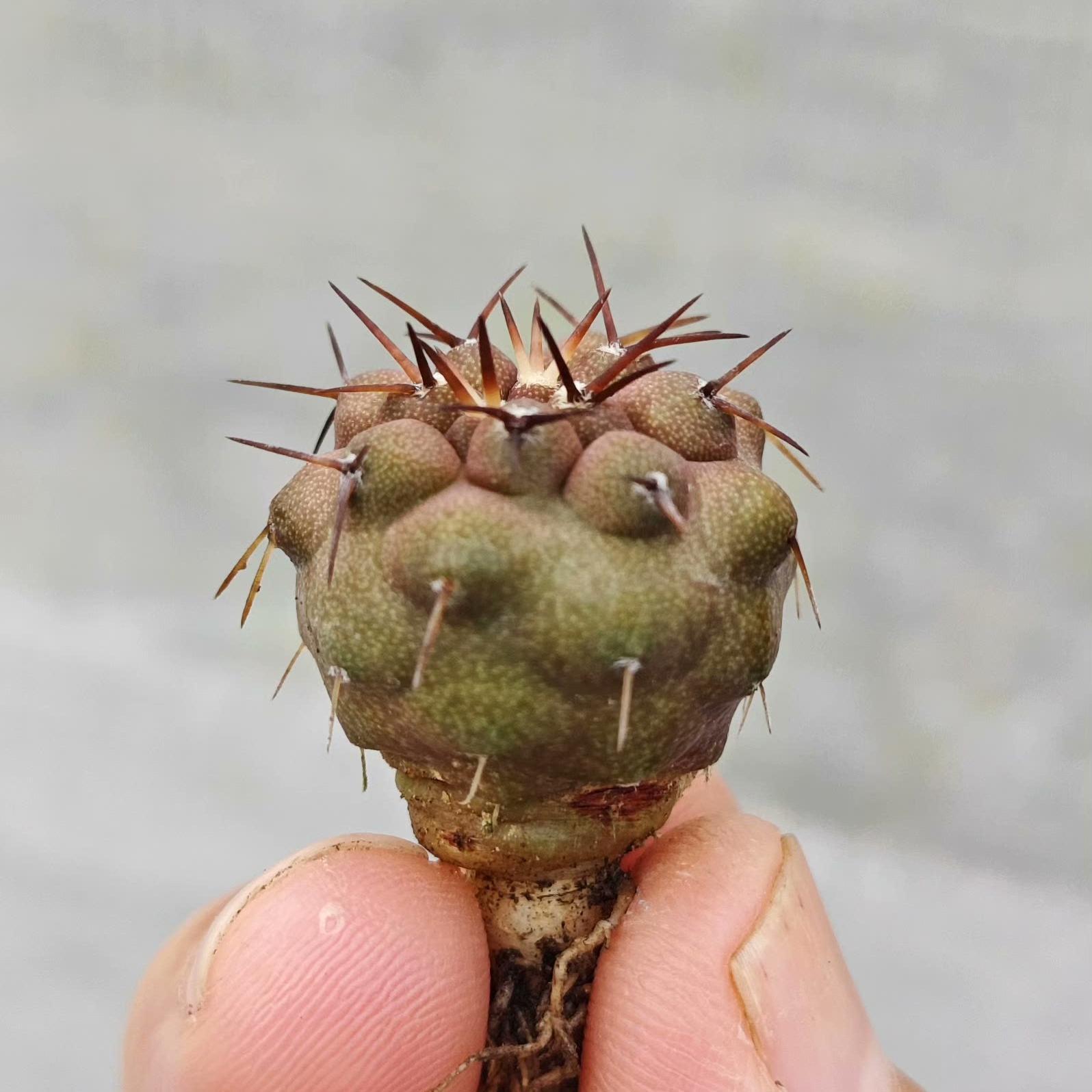 2-3cm copiapoa columna alba