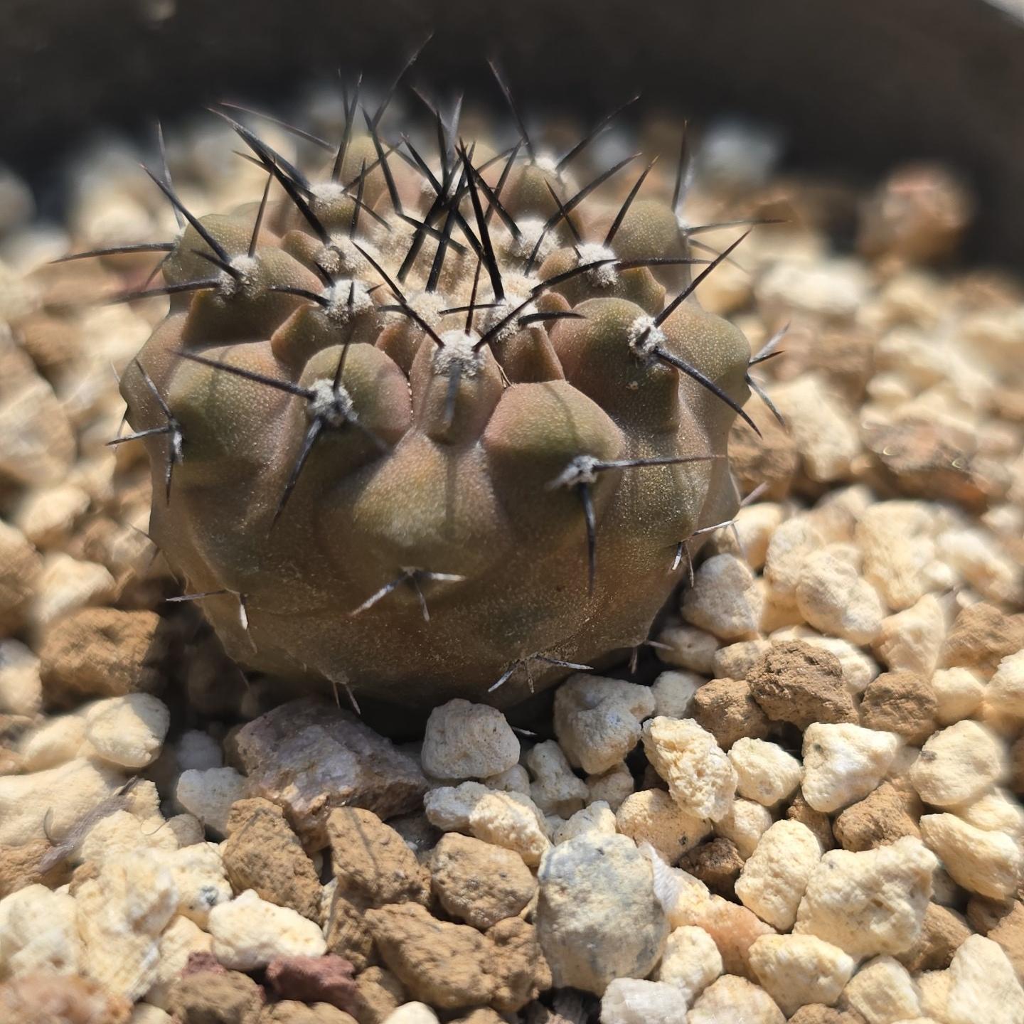 2-3cm copiapoa columna alba