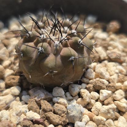 2-3cm copiapoa columna alba