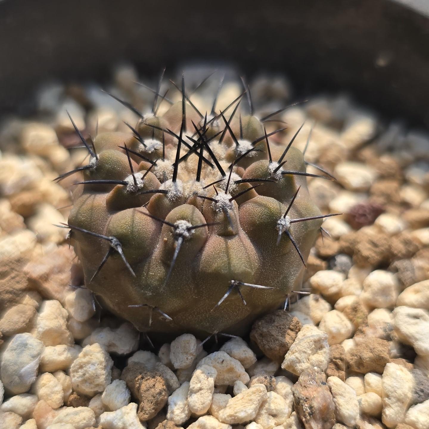 2-3cm copiapoa columna alba