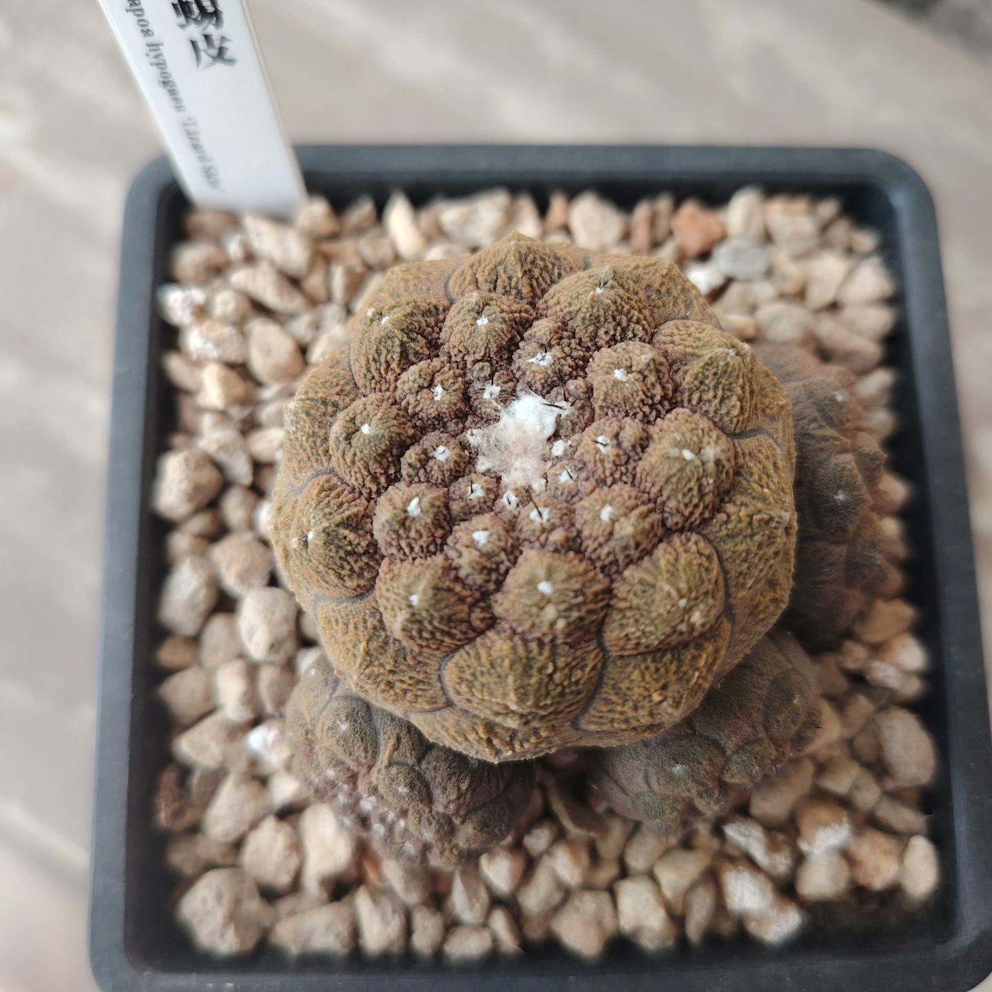 4-6cm  Echinopsis leucantha  Copiapoa