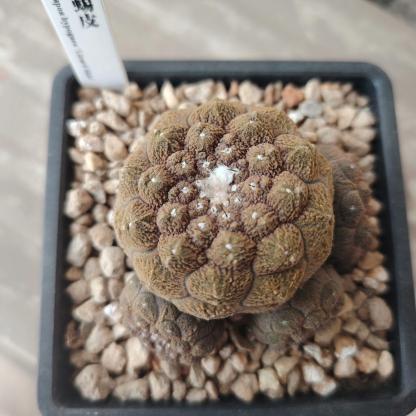 4-6cm  Echinopsis leucantha  Copiapoa