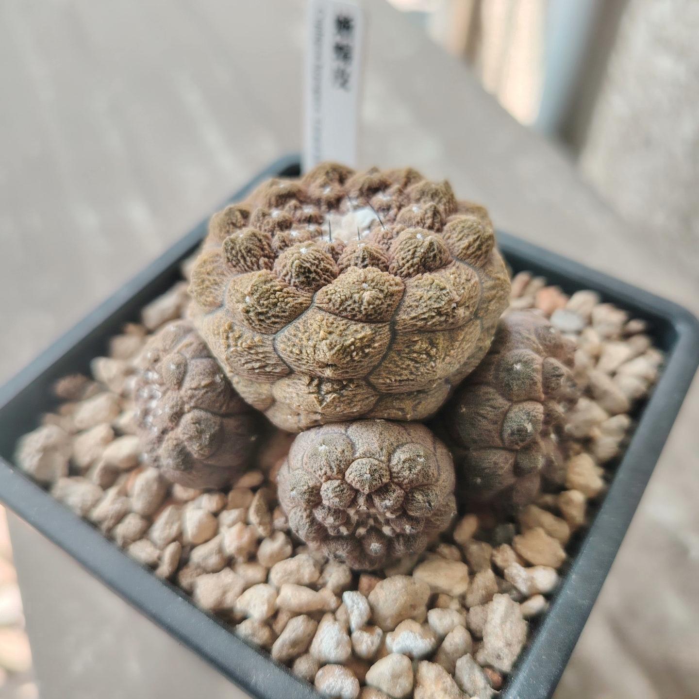 4-6cm Echinopsis leucantha Copiapoa