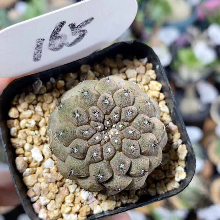 4-6cm  Echinopsis leucantha  Copiapoa