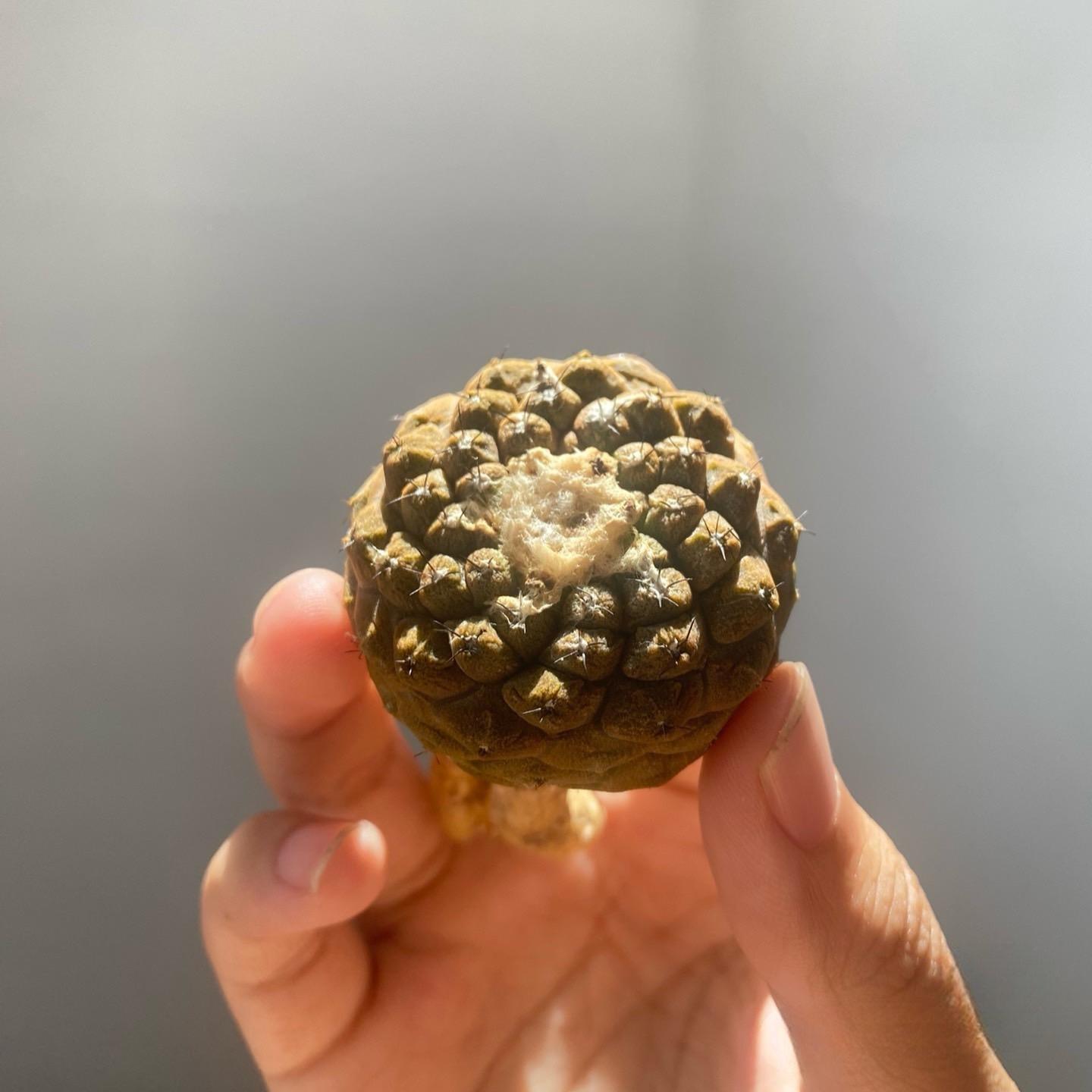 4-6cm  Echinopsis leucantha  Copiapoa