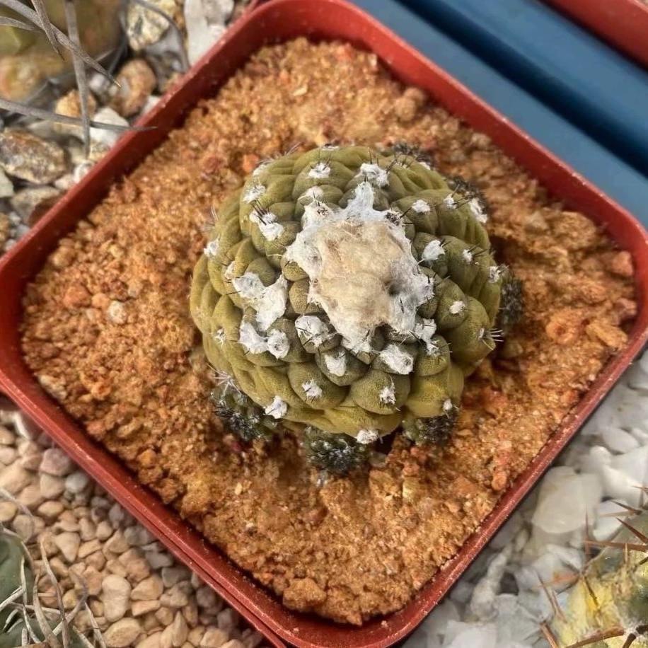 Copiapoa hypogaea