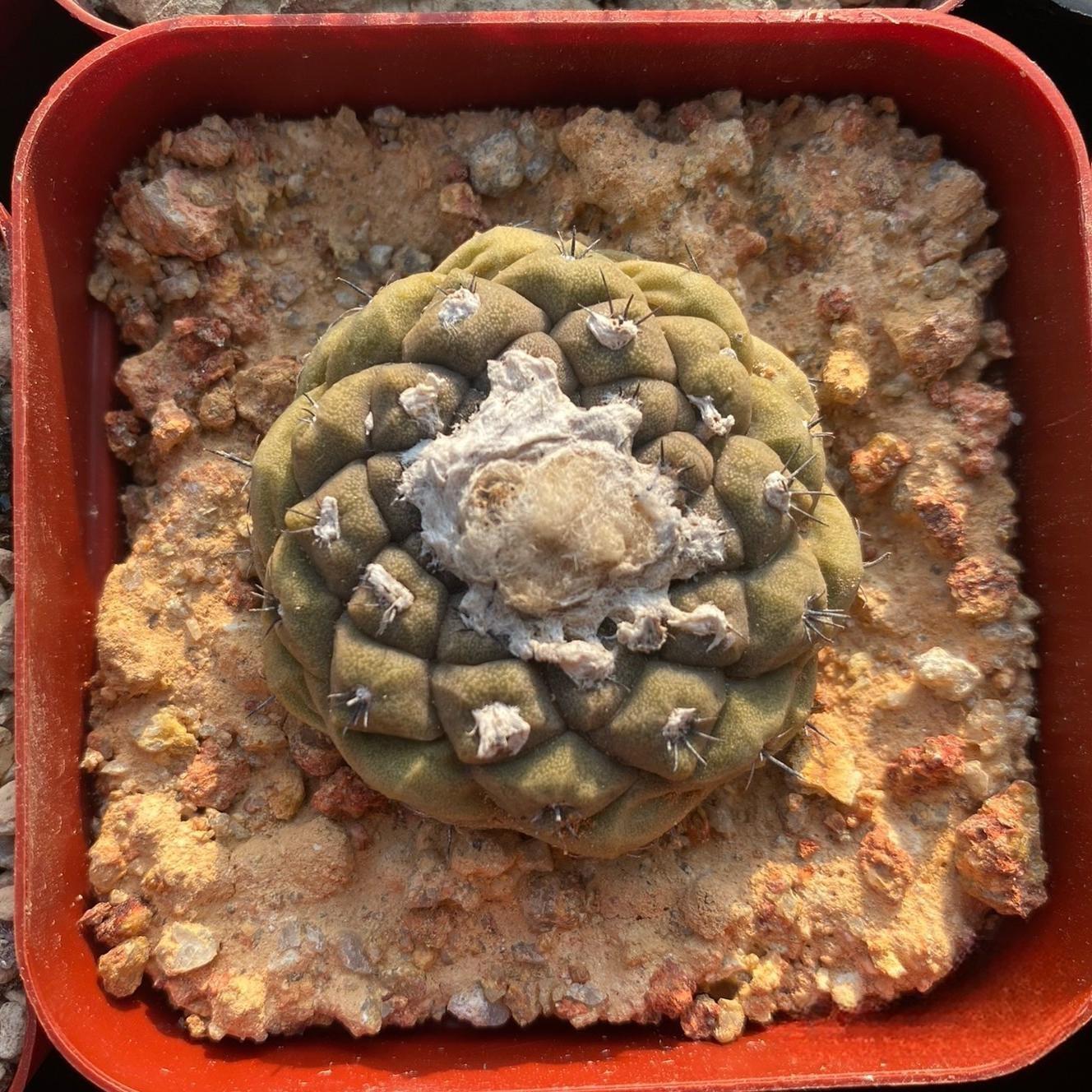 Copiapoa hypogaea