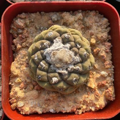 Copiapoa hypogaea
