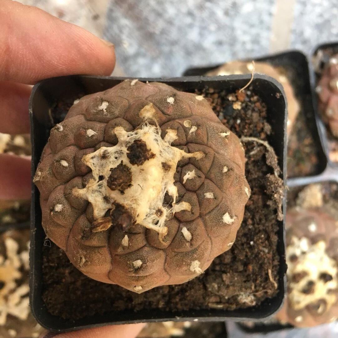 Copiapoa hypogaea