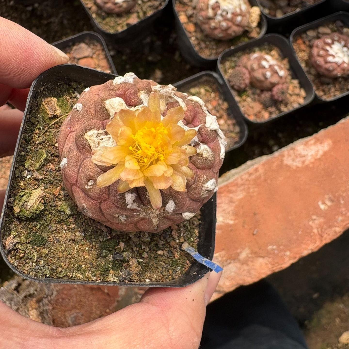 Copiapoa hypogaea
