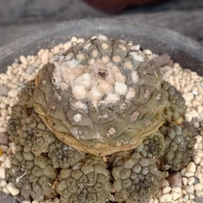 Copiapoa hypogaea