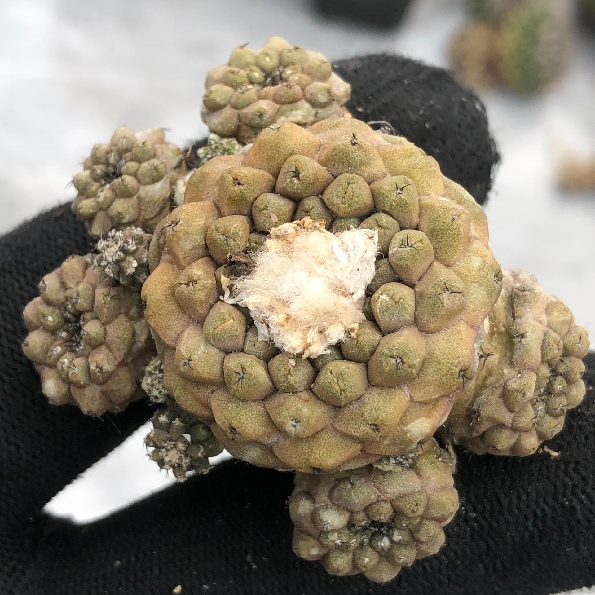 Copiapoa hypogaea