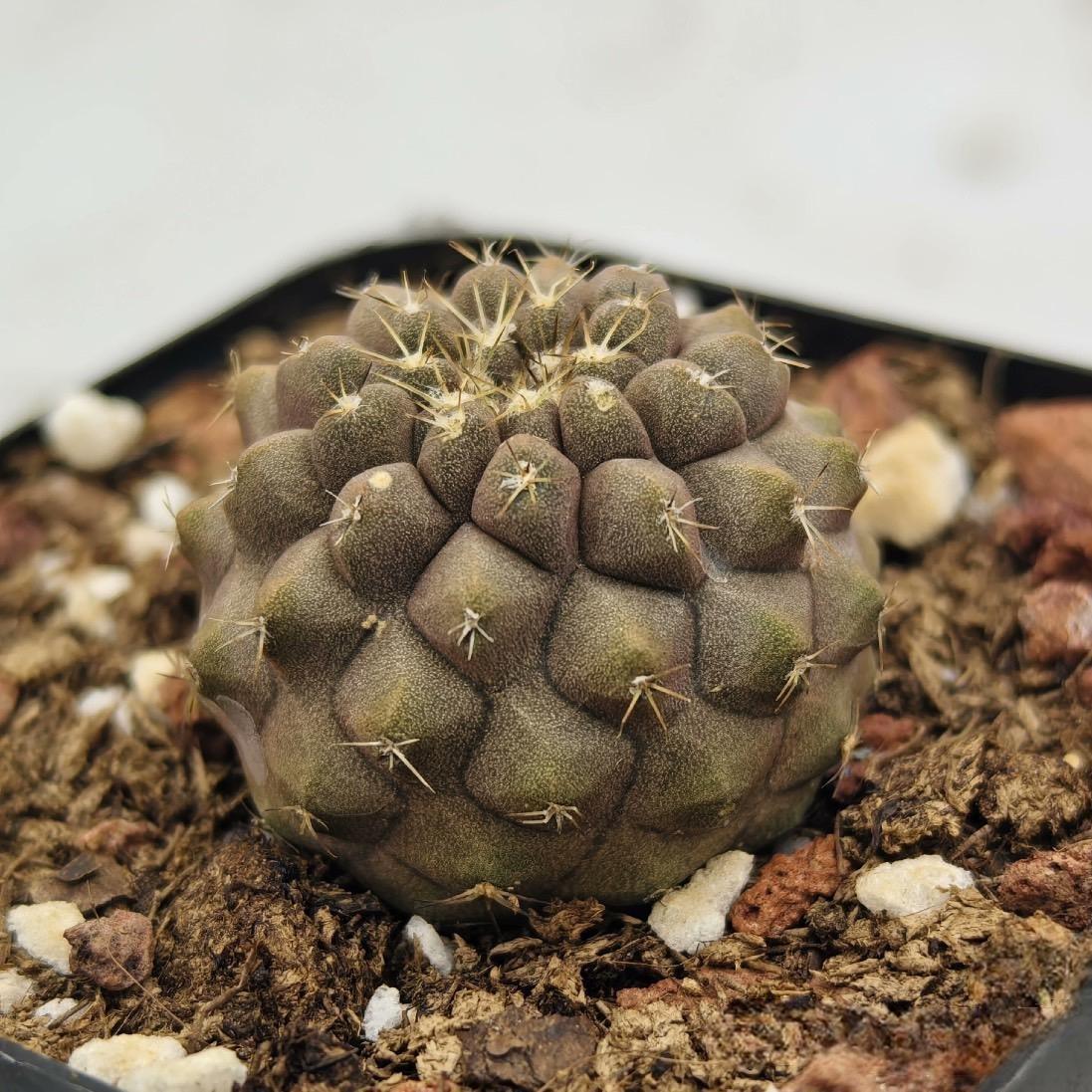 3-4cm Hybrid Copiapoa