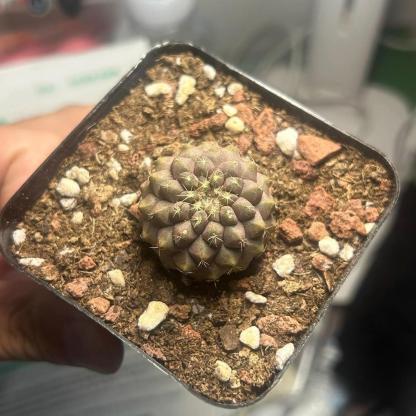 3-4cm Hybrid Copiapoa