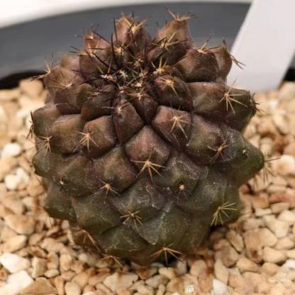 3-4cm Hybrid Copiapoa