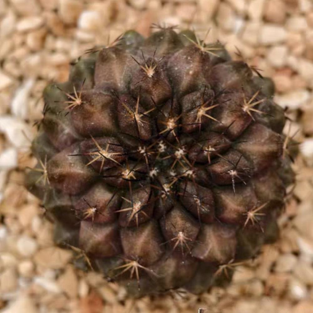 3-4cm Hybrid Copiapoa