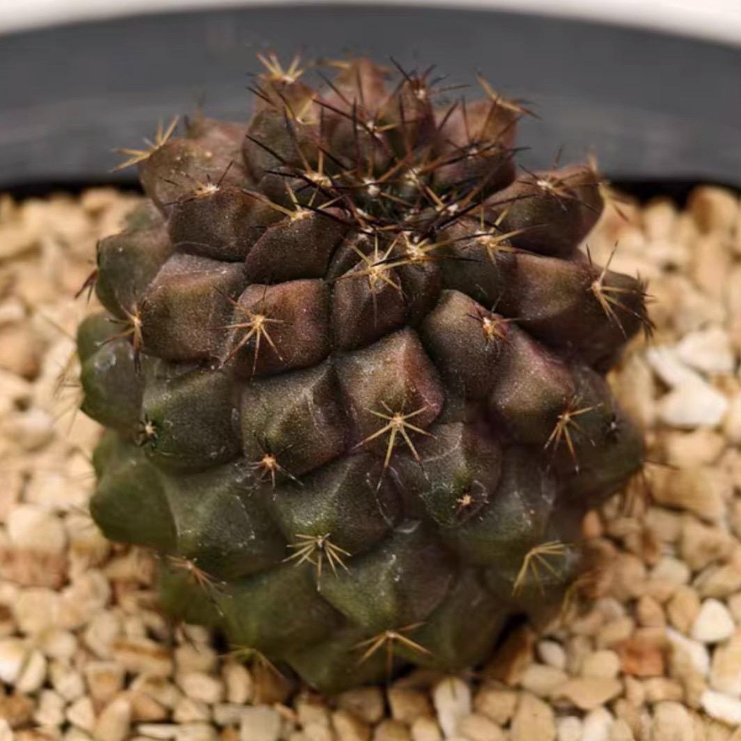 3-4cm Hybrid Copiapoa