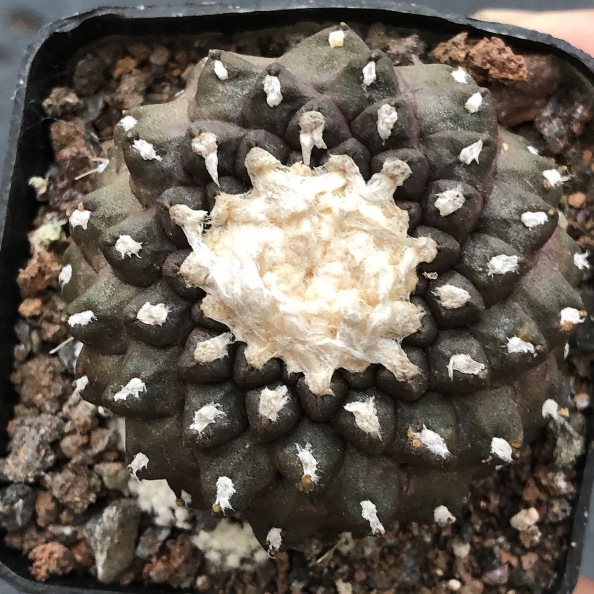 4-8cm Copiapoa Tenuissima Grafted Large