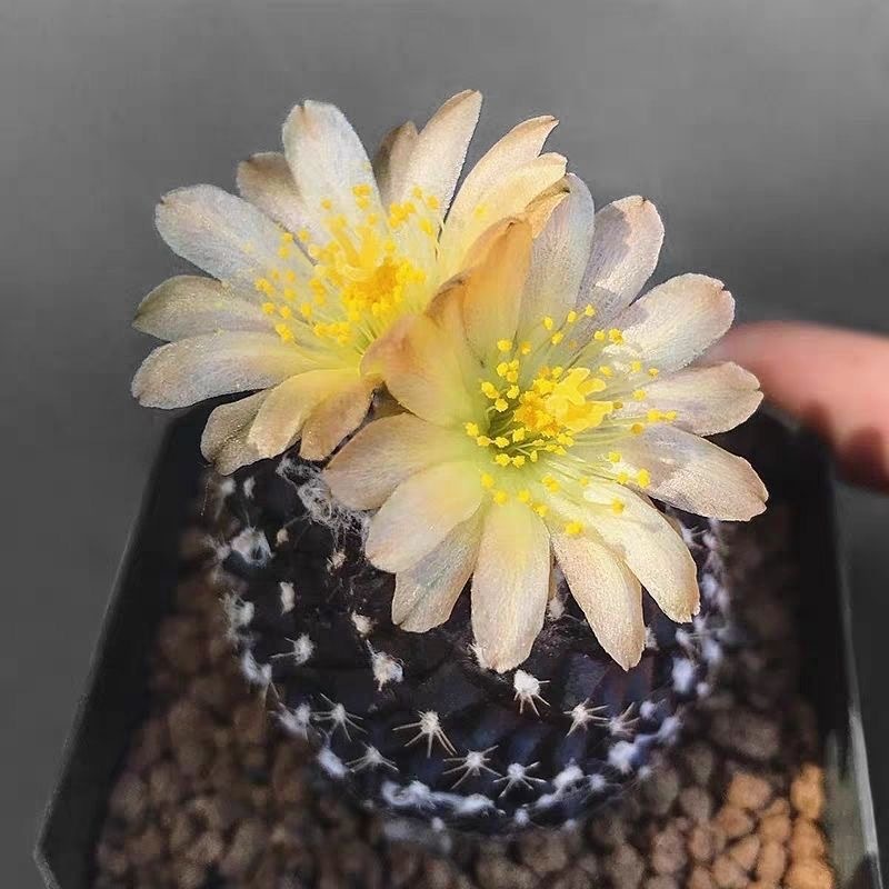 4-8cm Copiapoa Tenuissima Grafted Large