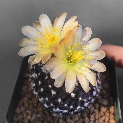 4-8cm Copiapoa Tenuissima Grafted Large