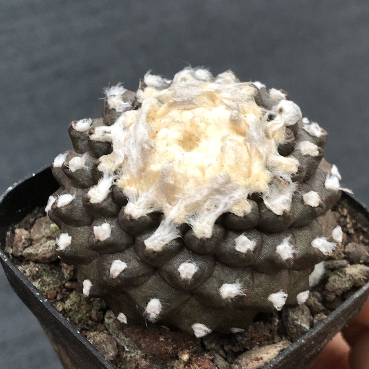 4-8cm Copiapoa Tenuissima Grafted Large