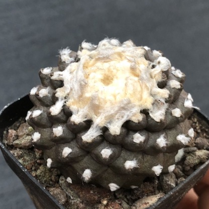 4-8cm Copiapoa Tenuissima Grafted Large