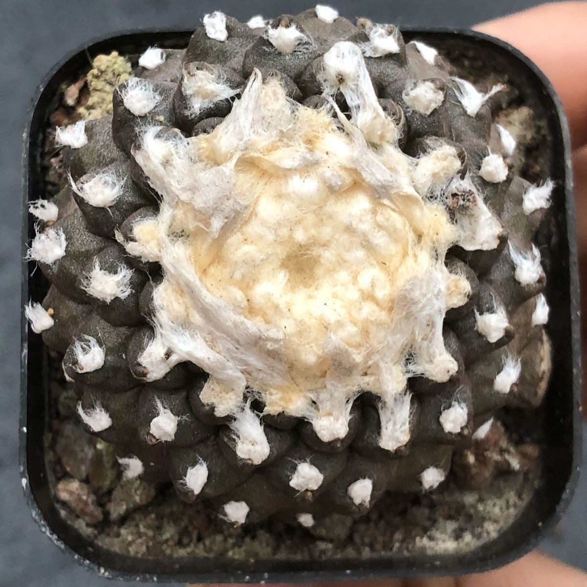 4-8cm Copiapoa Tenuissima Grafted Large