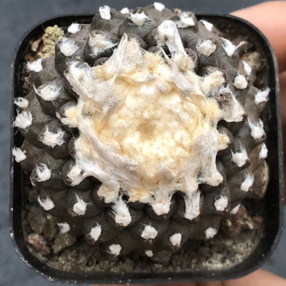 4-8cm Copiapoa Tenuissima Grafted Large