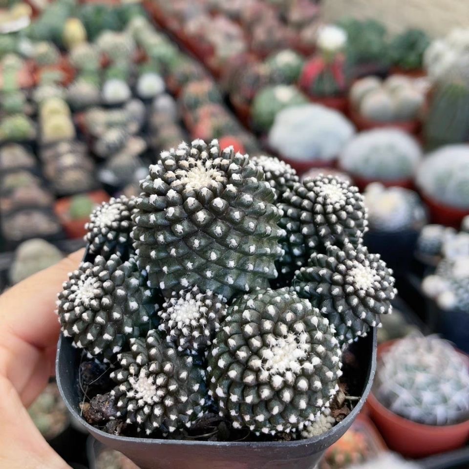 4-8cm Copiapoa Tenuissima Grafted Large