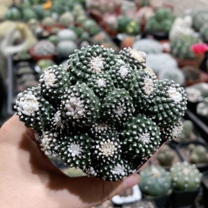 4-8cm Copiapoa Tenuissima Grafted Large