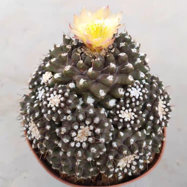 4-8cm Copiapoa Tenuissima Grafted Large