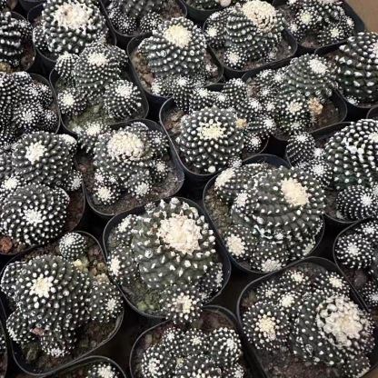 4-8cm Copiapoa Tenuissima Grafted Large