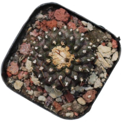 4-8cm Copiapoa Tenuissima Grafted Large