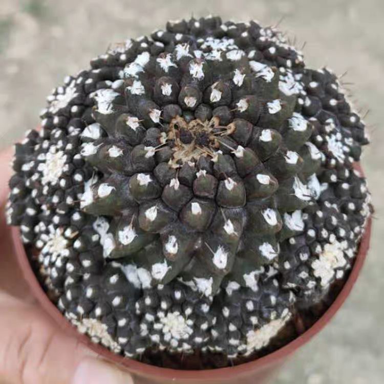 4-8cm Copiapoa Tenuissima Grafted Large