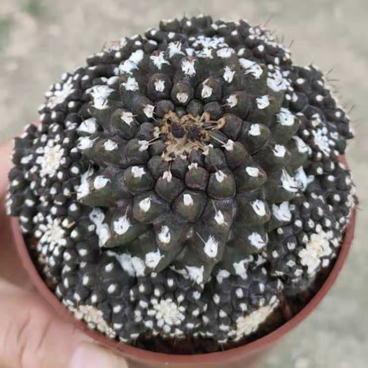 4-8cm Copiapoa Tenuissima Grafted Large