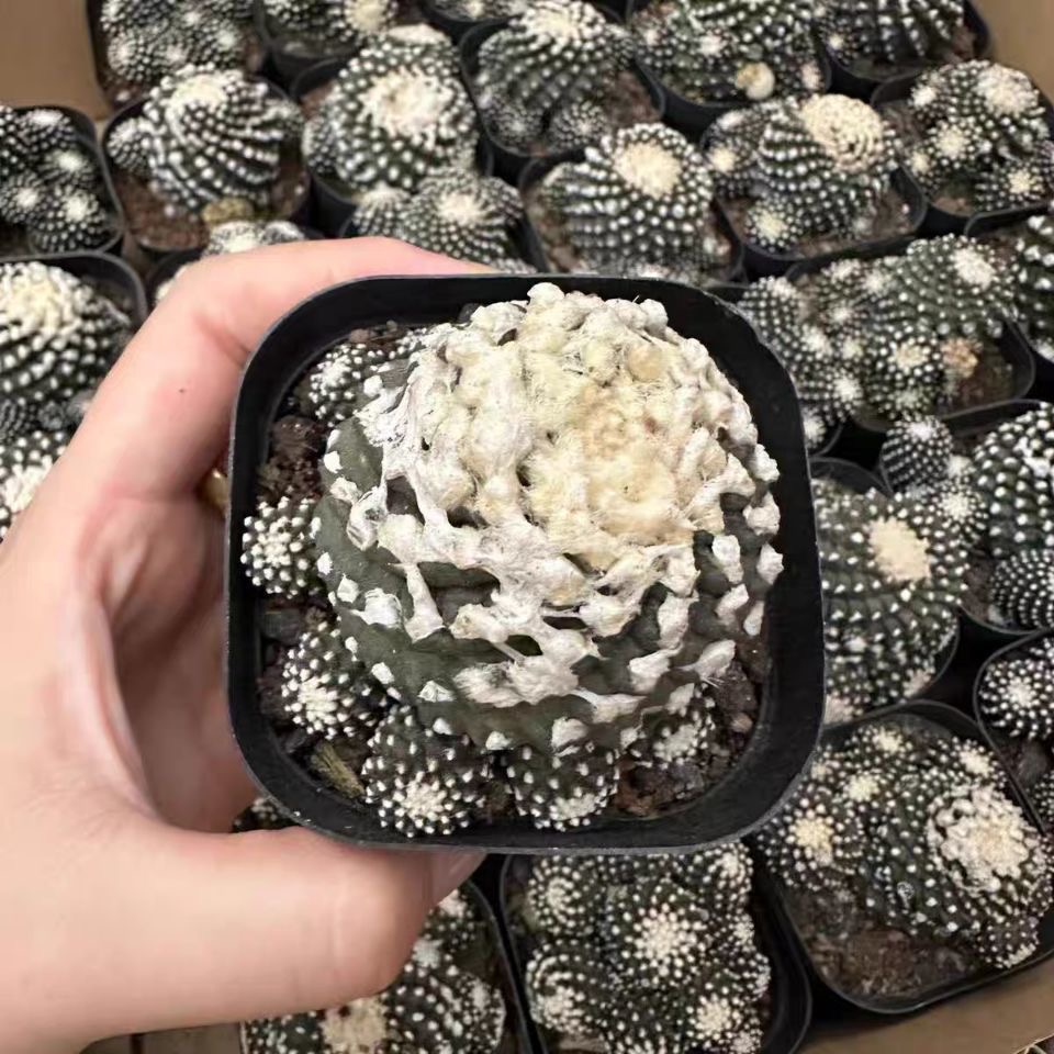 4-8cm Copiapoa Tenuissima Grafted Large
