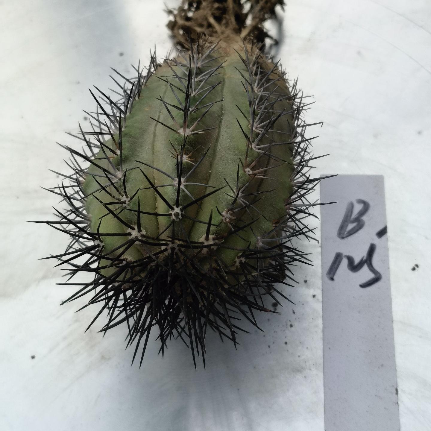 5-6cm Copiapoa Longistaminea（rootless）