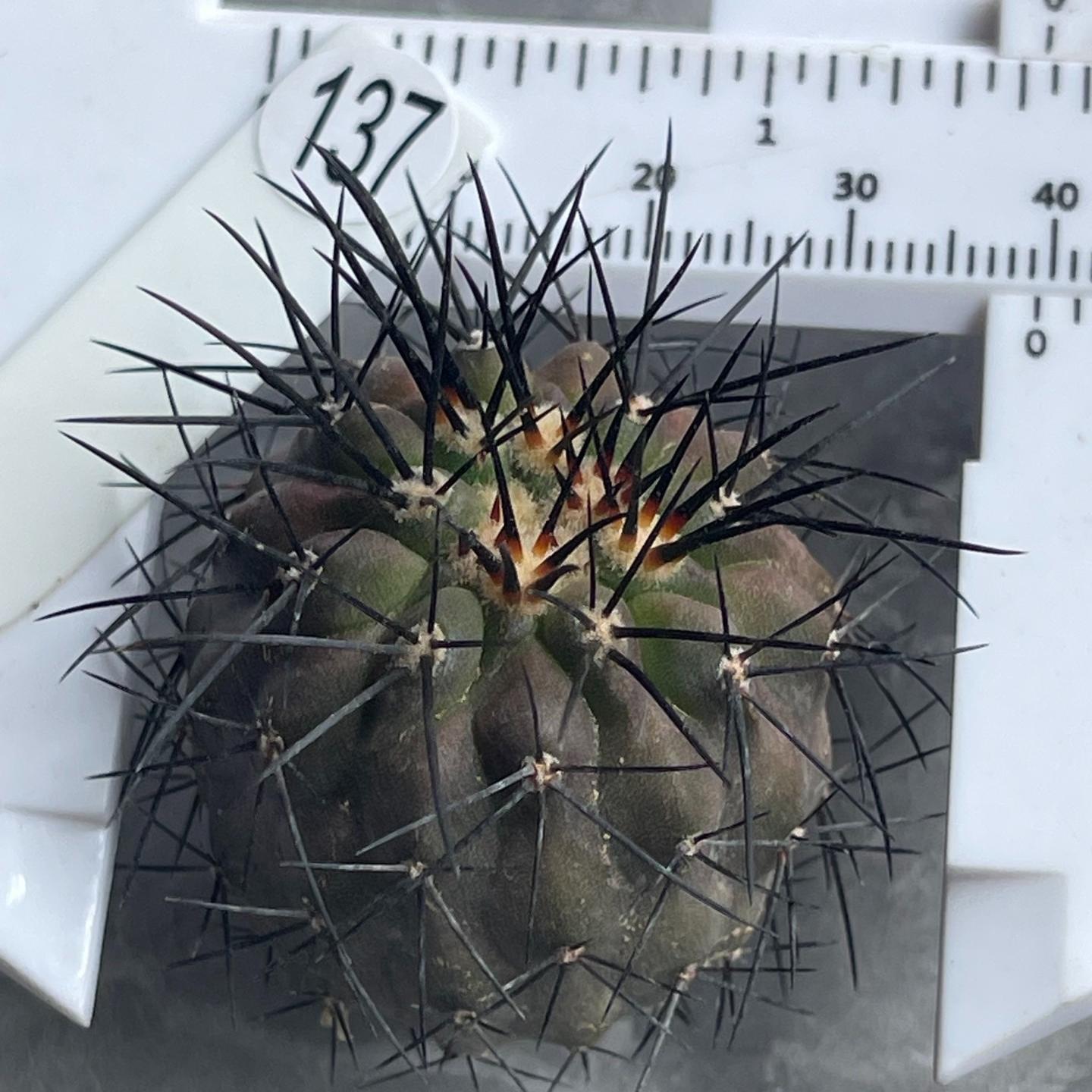 5-6cm Copiapoa Longistaminea（rootless）