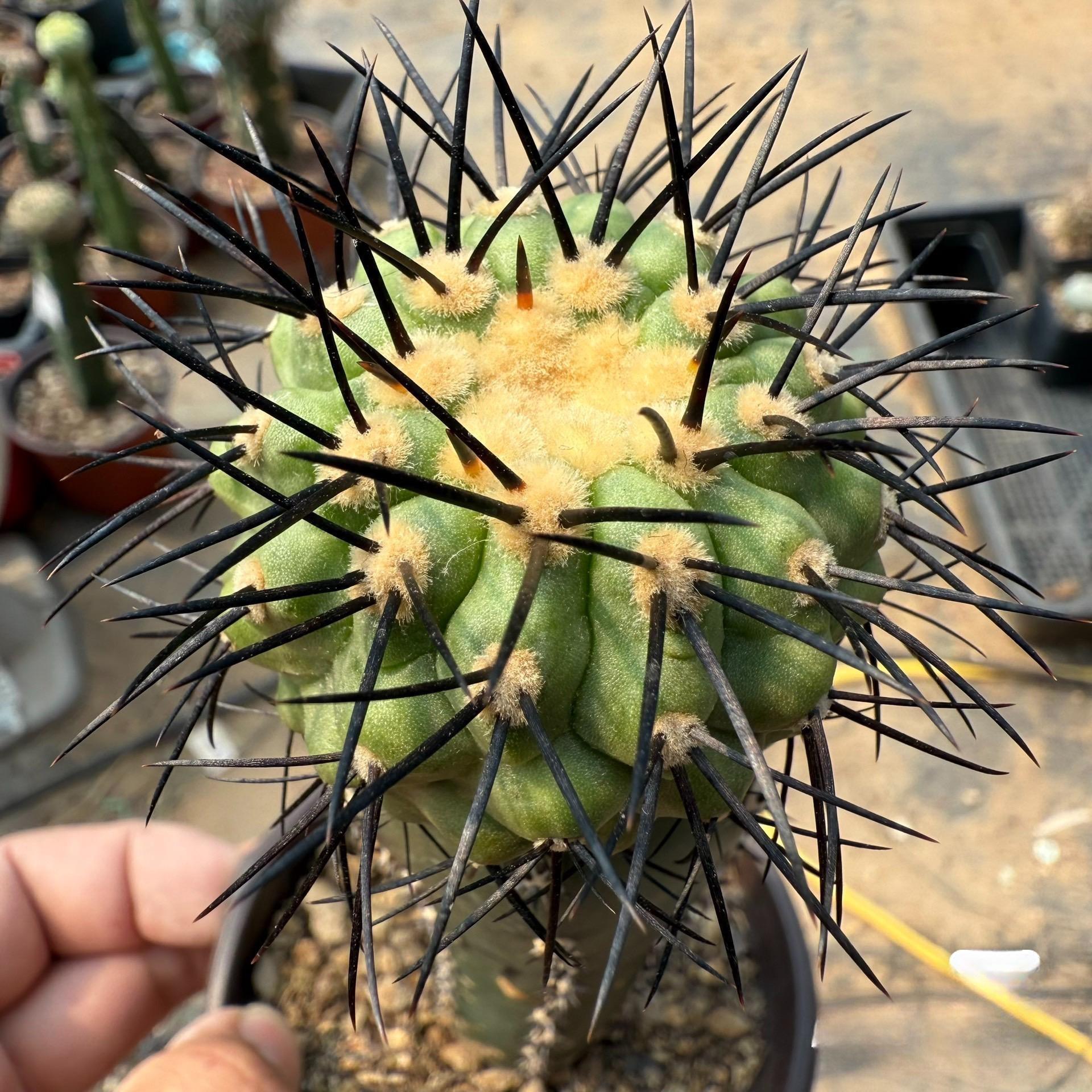 5-6cm Copiapoa Longistaminea（rootless）