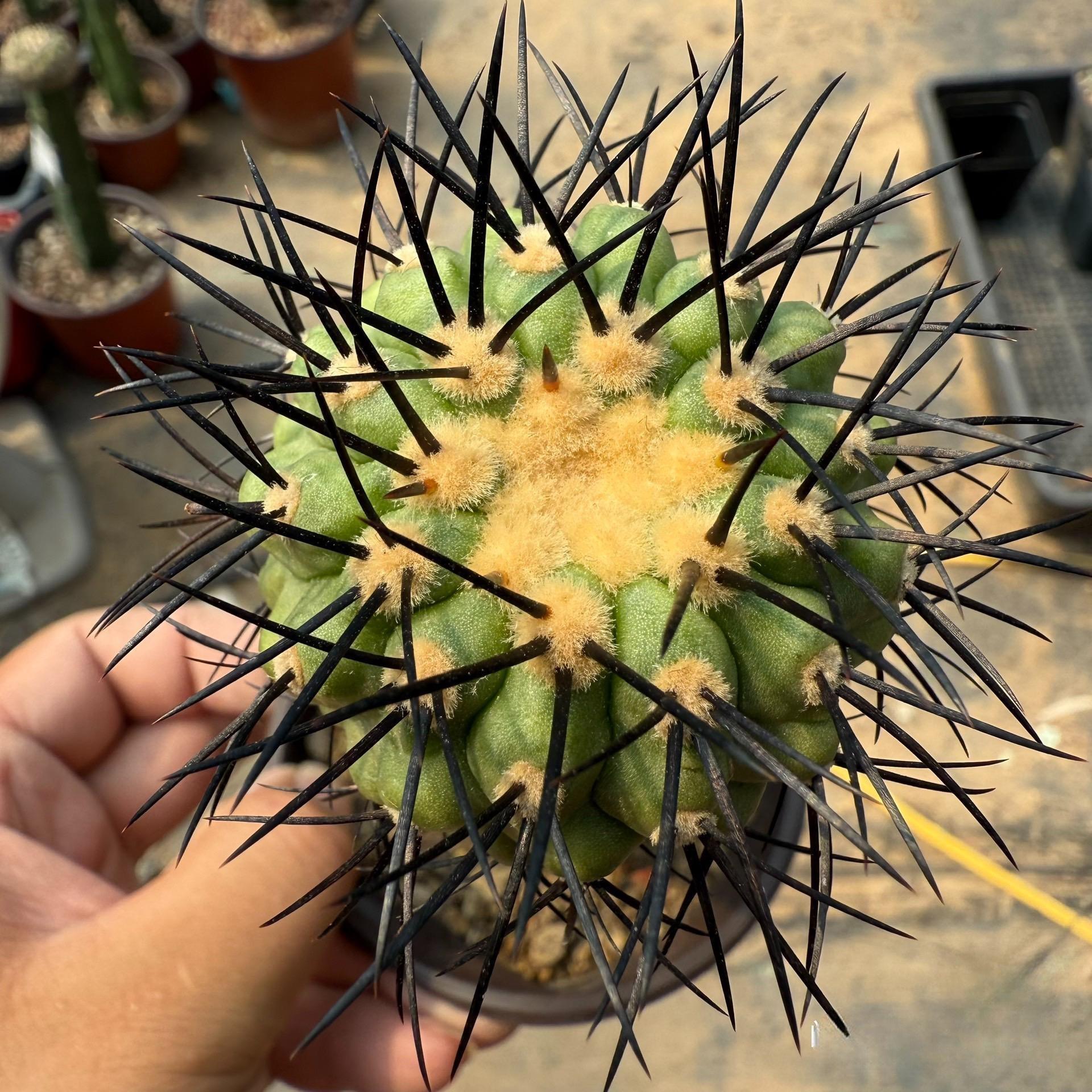 5-6cm Copiapoa Longistaminea（rootless）