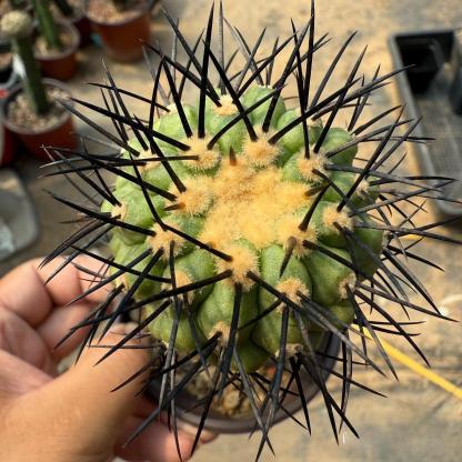 5-6cm Copiapoa Longistaminea（rootless）