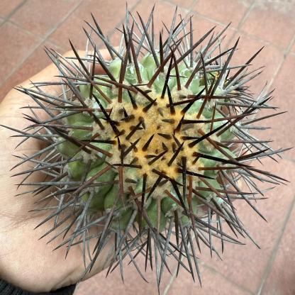 5-6cm Copiapoa Longistaminea（rootless）
