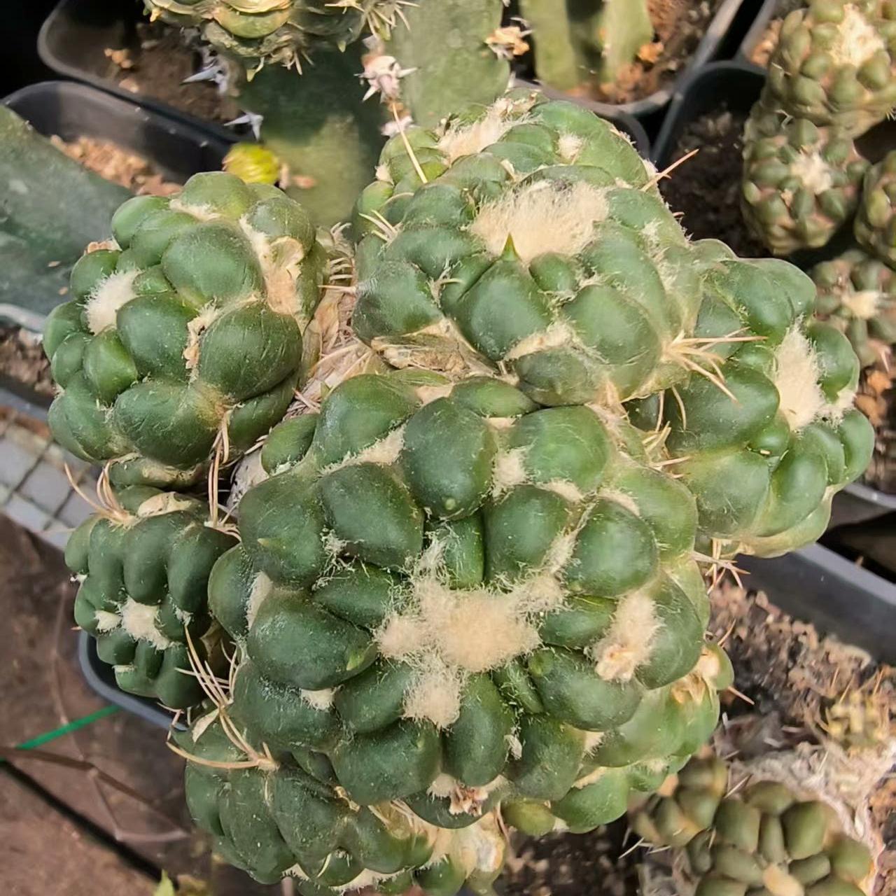 6-8cm Cintia Knizei （Cintia Knizei）