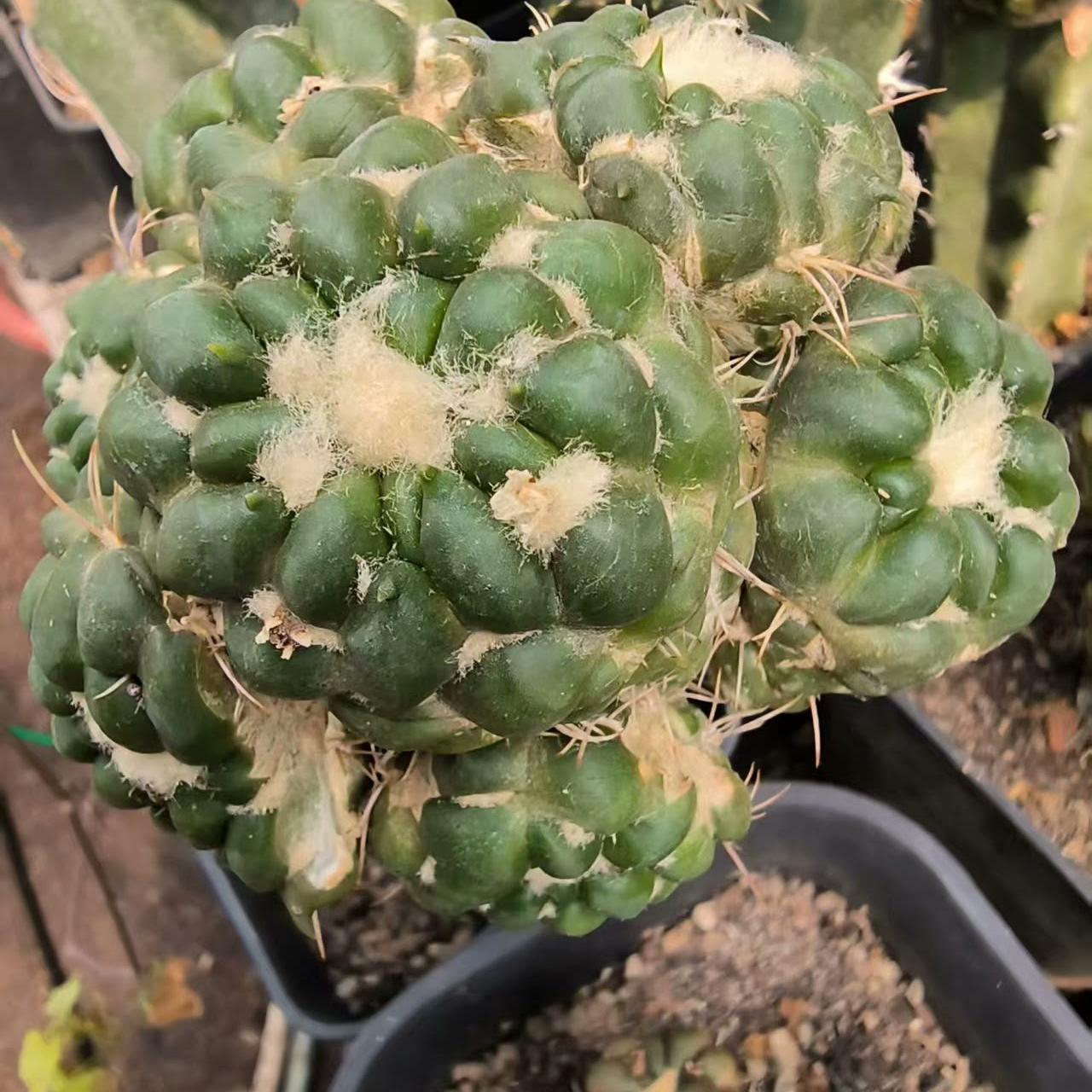 6-8cm Cintia Knizei （Cintia Knizei）