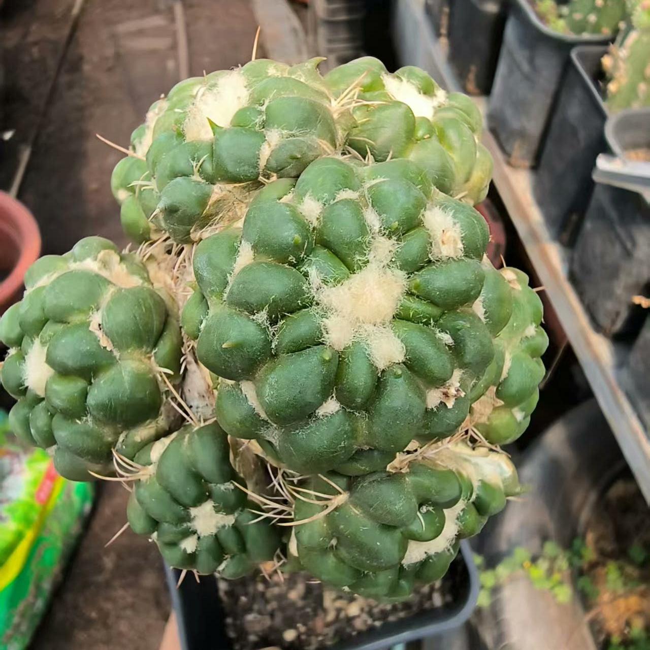 6-8cm Cintia Knizei （Cintia Knizei）