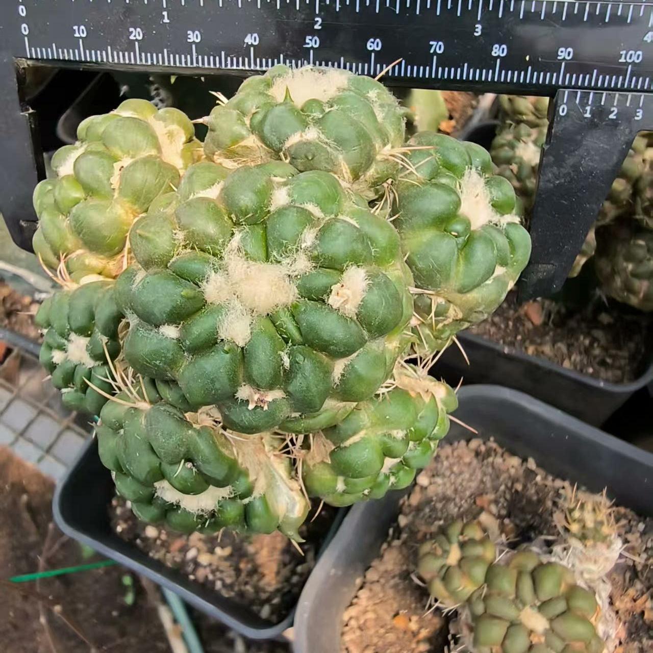 6-8cm Cintia Knizei （Cintia Knizei）