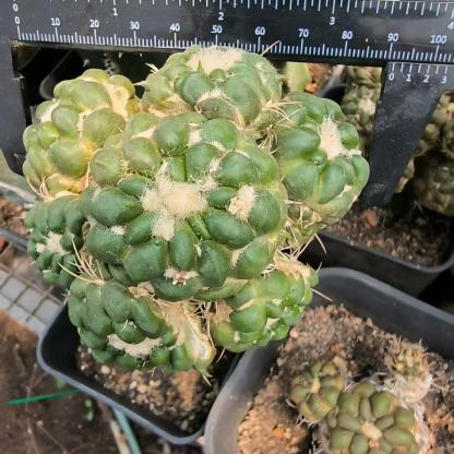 6-8cm Cintia Knizei （Cintia Knizei）