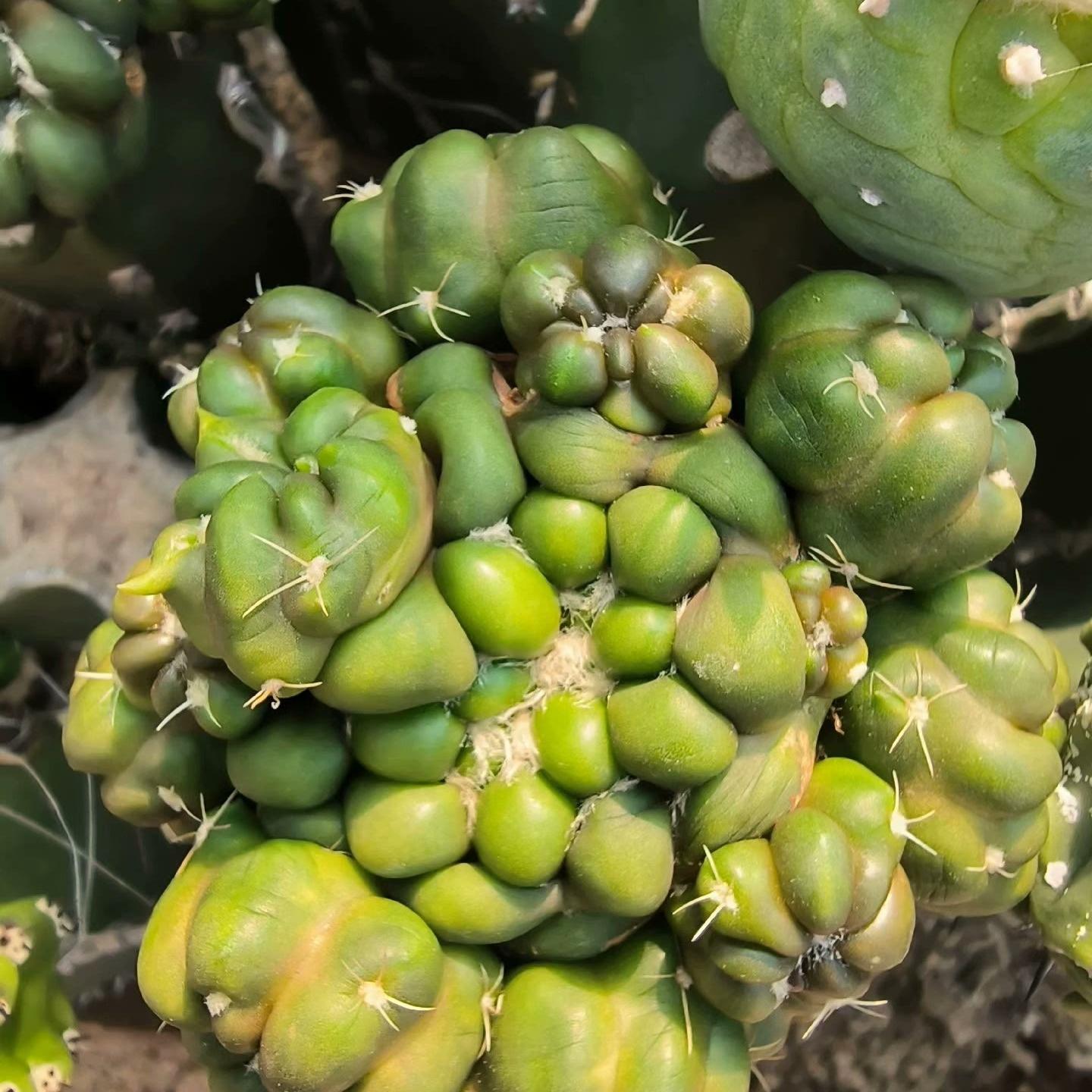 6-8cm Cintia Knizei （Cintia Knizei）