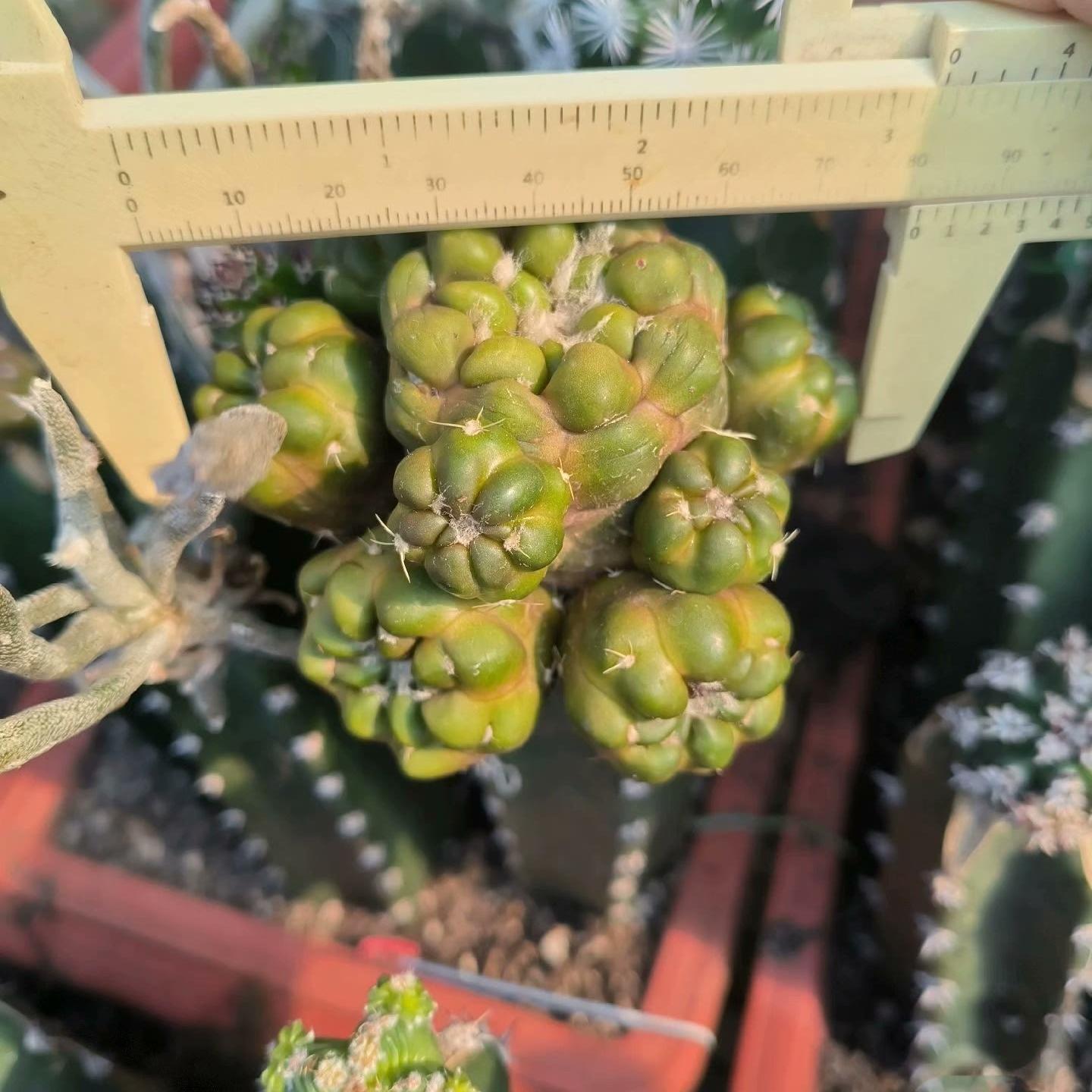 6-8cm Cintia Knizei （Cintia Knizei）