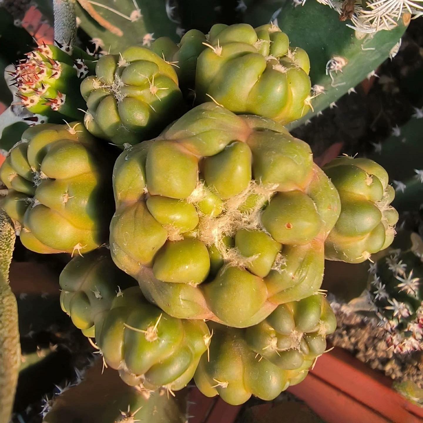 6-8cm Cintia Knizei （Cintia Knizei）